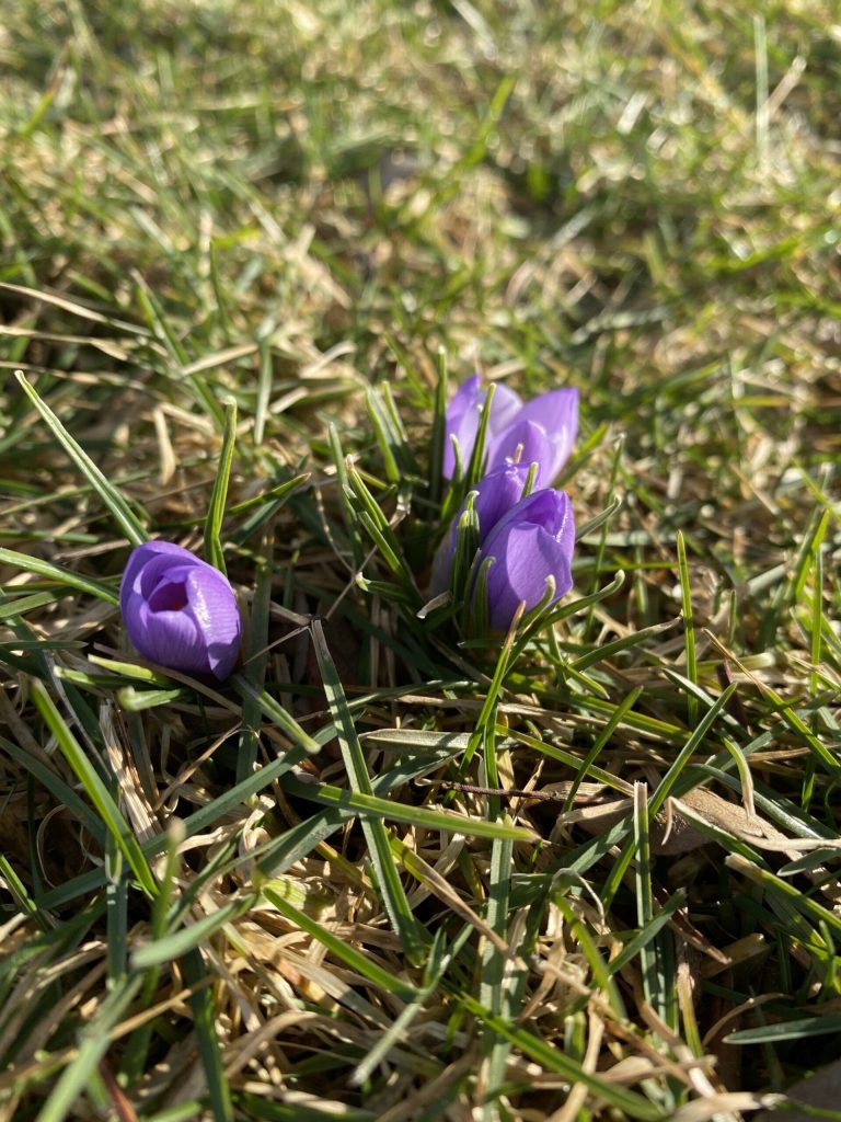 Garden Bloggers’ Bloom Day – February 2026 – Carol J. Michel