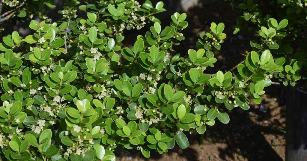 21 of the Best Japanese Holly Varieties to Grow at Home