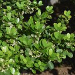 21 of the Best Japanese Holly Varieties to Grow at Home 21 of the Best Japanese Holly Varieties to Grow at Home