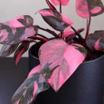 How to Care for Pink Princess Philodendron?