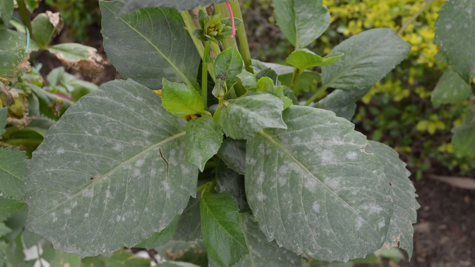 a close-up shot of diseased leaves of a flowering plant, showcasing the powdery substance on its leaves, all situated in a well lit area outdoors