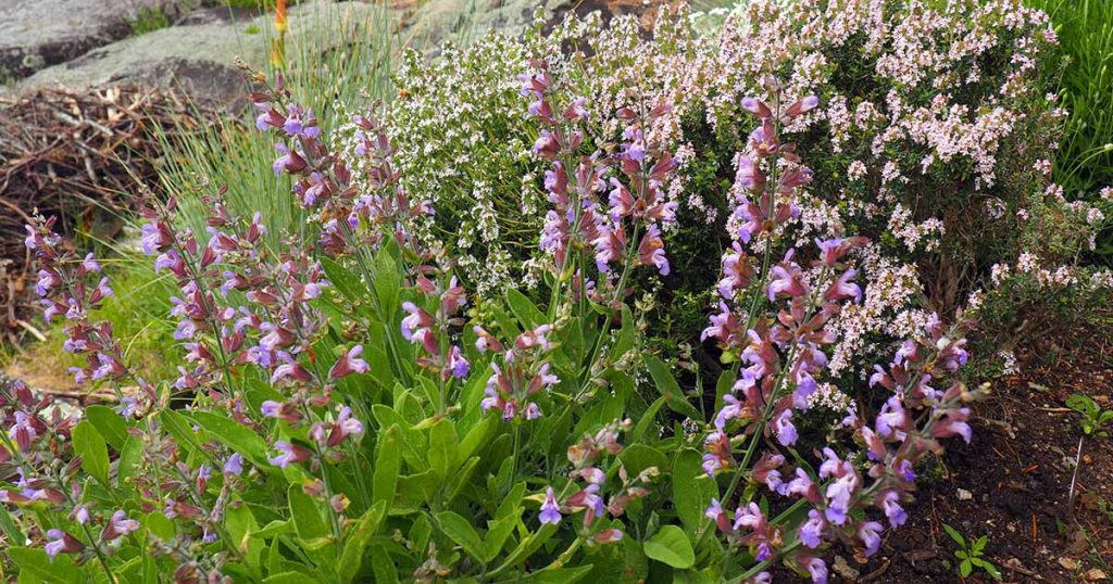 Your Spring Garden Checklist to Start the Season Strong