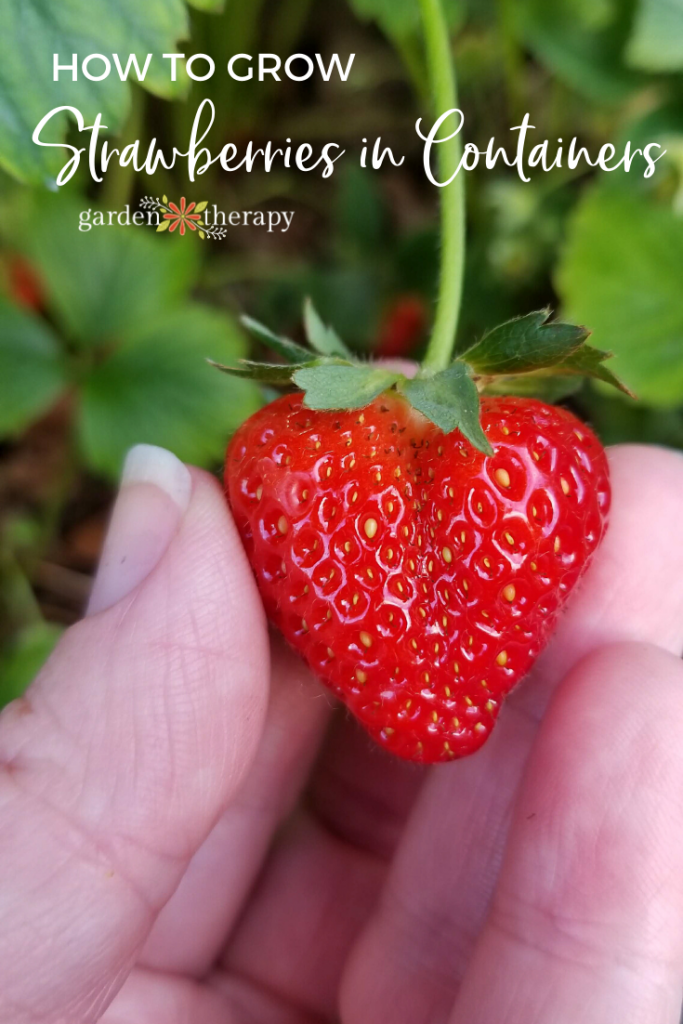 woman holding heart shaped strawberry on the vine