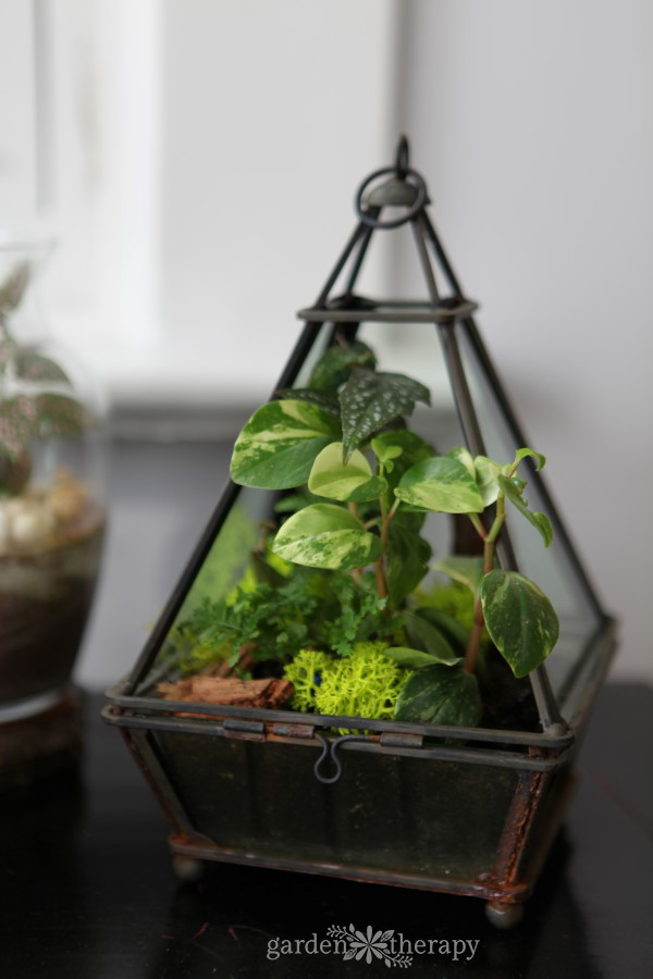 the best terrarium plants for stunning displays