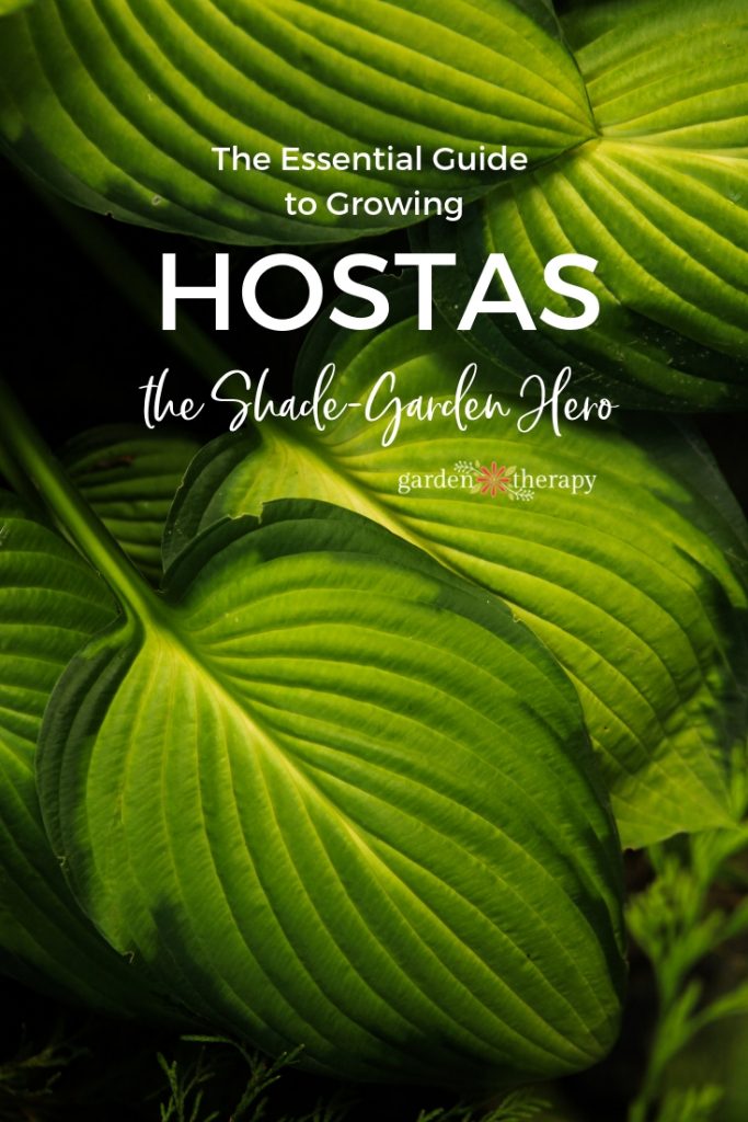 the essential guide to growing hostas, the shade garden beauty
