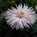 Eco How-To for Cultivating Rosa or Mohair