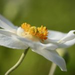 Poetic Guide: Whispers of Roots and Rain