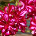 Symbolic Essay: Balcony as Sanctuary for Anxious Souls & Buzzing Wings Symbolic Essay: Balcony as Sanctuary for Anxious Souls & Buzzing Wings