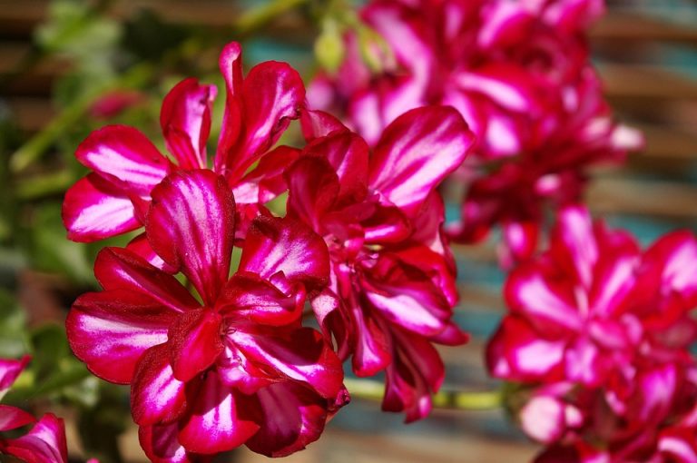 Symbolic Essay: Balcony as Sanctuary for Anxious Souls & Buzzing Wings Symbolic Essay: Balcony as Sanctuary for Anxious Souls & Buzzing Wings