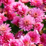 Symbolic Essay: Echoes of Stone and Sprout Symbolic Essay: Echoes of Stone and Sprout