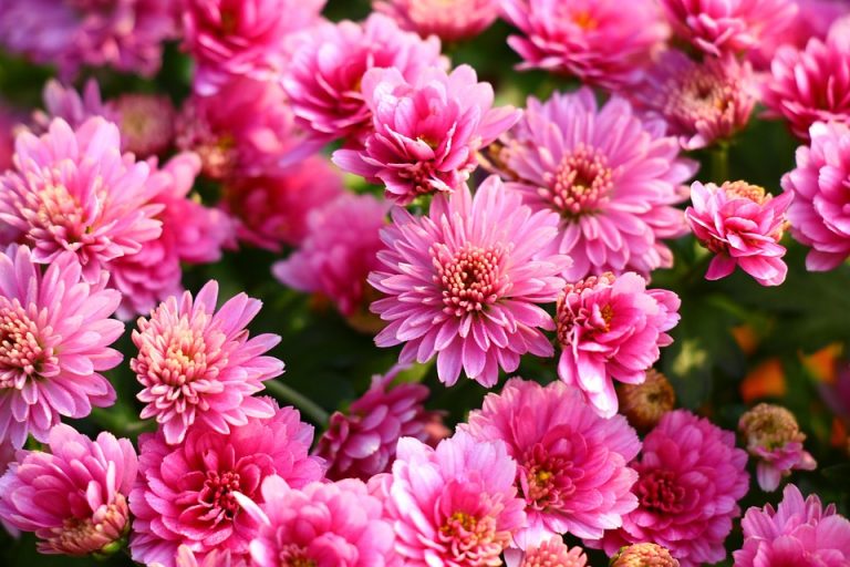 Symbolic Essay: Echoes of Stone and Sprout Symbolic Essay: Echoes of Stone and Sprout