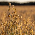 Seasonal Ritual: Dawn’s Embrace & Earth’s Breath Seasonal Ritual: Dawn’s Embrace & Earth’s Breath