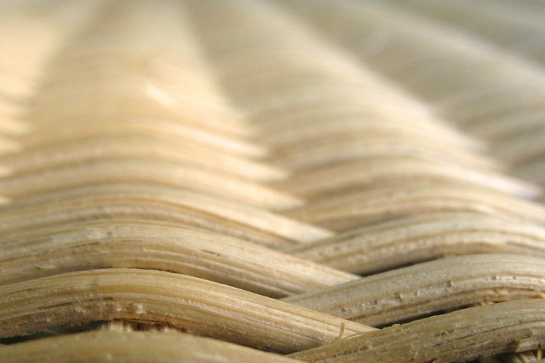 Eco How-To: Foraging Moonlit Moss for Living Tapestries Eco How-To: Foraging Moonlit Moss for Living Tapestries