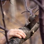 Eco How-To: Felling the Forest’s Echo into Paper Souls