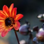 Top 5 Ideas: Top 5 Vines to Weave Moonlight into Trellises Top 5 Ideas: Top 5 Vines to Weave Moonlight into Trellises