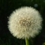 Top 5 Ideas: Hive-Born Beds, Lantern Trails on Tanned Soil, Roots into Ritual