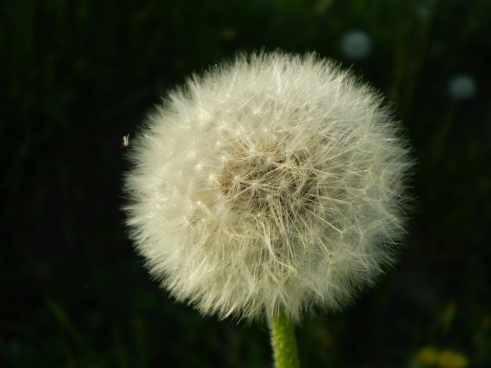 Top 5 Ideas: Hive-Born Beds, Lantern Trails on Tanned Soil, Roots into Ritual