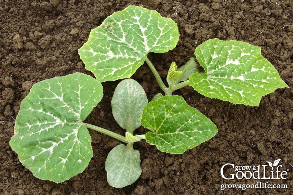 Seeds to Direct Sow After Your Last Frost