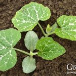 Seeds to Direct Sow After Your Last Frost