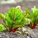 Seeds to Direct Sow 2-4 Weeks Before Your Last Frost