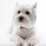 Poetic Guide Ethereal Currents Edible Landscapes