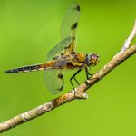 Poetic Guide Drifting Through Verdant Veil