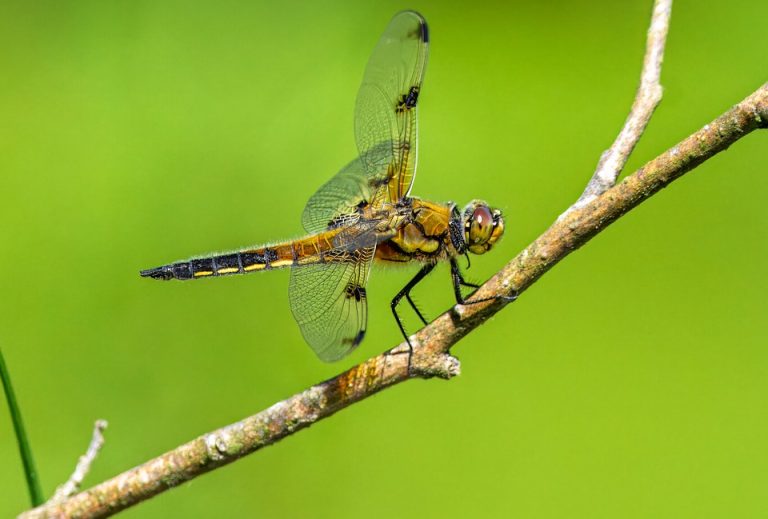 Poetic Guide Drifting Through Verdant Veil Poetic Guide Drifting Through Verdant Veil