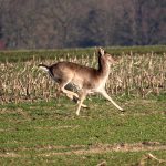 Forest Breath Ritual