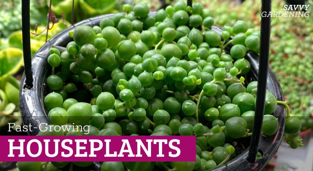 Fast-growing indoor plants: The Best Houseplant Choices