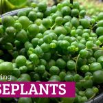 Fast-growing indoor plants: The Best Houseplant Choices