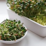 Fenugreek Microgreens: How to Grow Methi Sprouts in 14 Days on Your Counter (No Soil Required) Fenugreek Microgreens: How to Grow Methi Sprouts in 14 Days on Your Counter (No Soil Required)