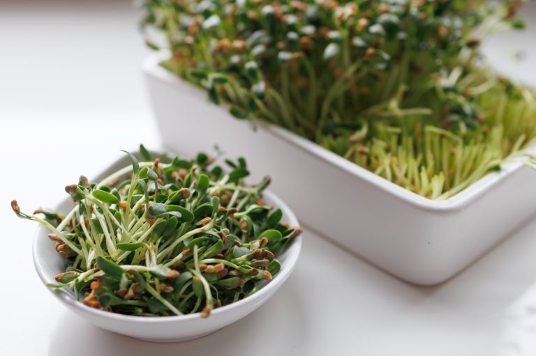 Fenugreek Microgreens: How to Grow Methi Sprouts in 14 Days on Your Counter (No Soil Required)