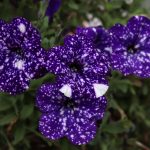 Seasonal Ritual: Bloom & Brown of Balcony Blooms