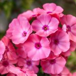 Best Of: Top 5 Secrets to Grow Lush Radiance in Concrete Jungles Best Of: Top 5 Secrets to Grow Lush Radiance in Concrete Jungles