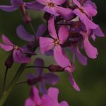 Poetic Guide to Midnight Blossoms and Verdant Shelters