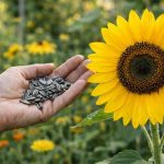 13 Flower Seeds to Plant in March 13 Flower Seeds to Plant in March