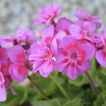 Poetic Guide to Whispering Terrains and Seedling Initiations