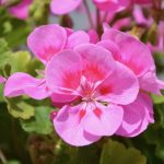 BEST OF: Balcony Sanctuaries Where Bees and Blossoms Dance