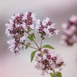 Best Of: Five Blazing Portals Between Gray Skies and Radiant Greens