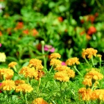 9 Best Flowers to Start in February for Early Blooms