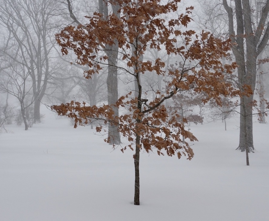 Ask the Experts: How to Tap Into Your ‘Mind of Winter’