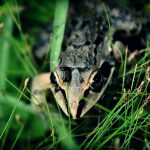 Seasonal Ritual: Frost-Draped Gardens, Sewn Threads of Earth’s Midnight Shroud