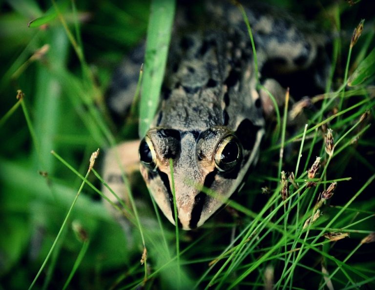 Seasonal Ritual: Frost-Draped Gardens, Sewn Threads of Earth’s Midnight Shroud