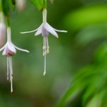 Seasonal Ritual: Brewing Sunsets in Lavender Potted Cups
