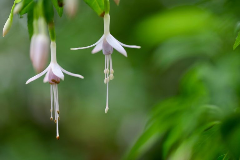 Seasonal Ritual: Brewing Sunsets in Lavender Potted Cups