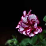 Symbolic Essay: The Loneliness of Cracked Terra Cotta and Resilience in Pebbles