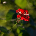 Symbolic Essay: Beneath Wings of Vines and Stony Hearts