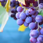 Seasonal Ritual: Crisp Cradle Ashers Cleanse Compost over Autumn’s Arches. Seasonal Ritual: Crisp Cradle Ashers Cleanse Compost over Autumn’s Arches.