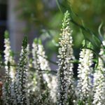 Top 5 Ideas: Secrets Beneath Porcelain Terra Cotta Eyes