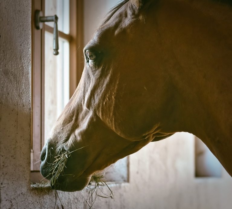 Symbolic Essay & Paper Lanterns: Weaving Memory into Daily Light